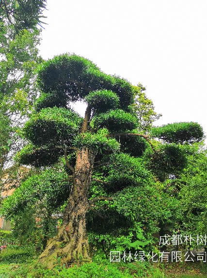 罗汉松的种子怎么进行催芽效果最好？